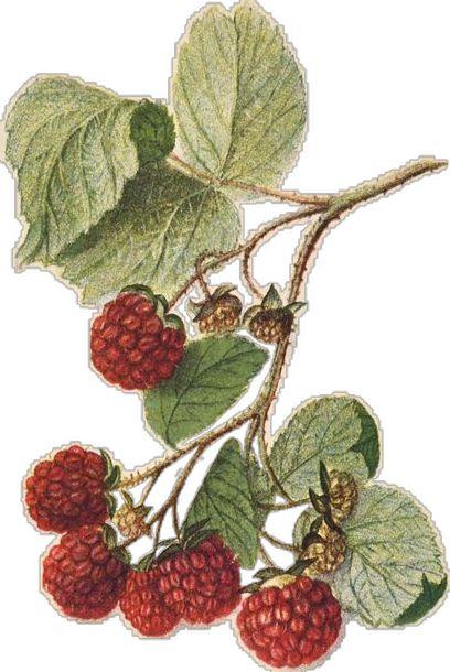 Wholesome Berries: Artisanal Farm Fresh Mix